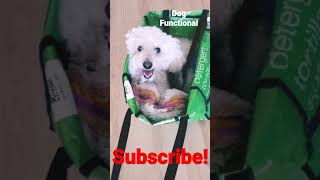 Cute Puppy Video 🥰 #Ilovemydog #Dogfunctional #Sunday