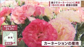「母の日」直前…暑さでカーネーションに異変!?　農家の苦闘…“価格高騰”(2023年5月10日)