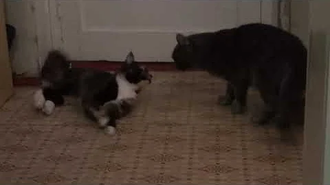 Коту привезли кошку  Первая вязка мейн куна