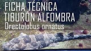 El tiburón alfombra jaspeado (Orectolobus ornatus) Ficha Técnica