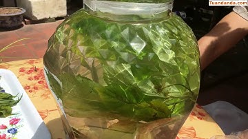 Bình rượu tam thất hoang đẳng cấp của đại gia Hà Thành