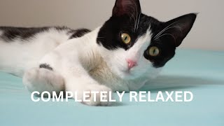 Relaxing Sound for Cat, Cat lullabies to go to sleep, completely relax, peaceful, calm your Cat, by TimeToRelax 1 view 7 months ago 10 hours, 10 minutes