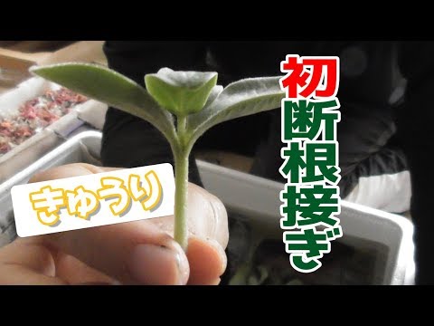 初めて断根接ぎやってみた キュウリ19 Youtube