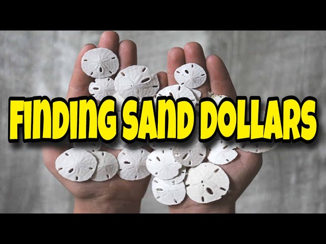 How to clean sand dollars. Bleaching and sealing your sand dollar  treasures. 