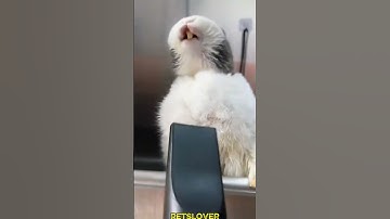 Funny Bunny #funny #bunny #rabbit #pets #petcare #petvideos #animals #shorts