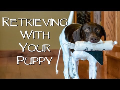 how-to-teach-your-new-puppy-to-retrieve