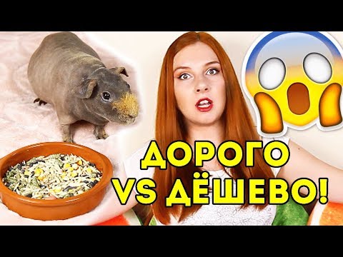 ДОРОГО vs ДЕШЕВО Корм Для МОРСКОЙ СВИНКИ. ОБЗОР от SvinkiShow