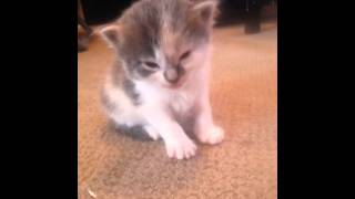 Download lagu Sleepy kitty Sleepy kitty