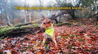 [NO ADS] Dog TV for Dogs to Watch 🍂 Forest Dog Walk in Beautiful Autumn Leaves 🍂 Nature Sounds 4K