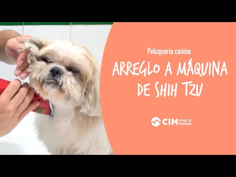 Video: Cómo Cortar Un Shih Tzu