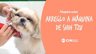 Arreglo a máquina de Shih Tzu | CIM Formación