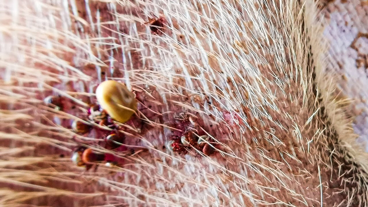 Dog Ticks Remove Easy And Fast Way To Remove All Ticks From Poor Dog