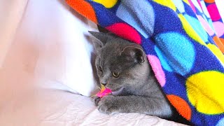 British Shorthair Blue Kitten (4 months old) by Willy and Tilda 421 views 3 years ago 4 minutes, 18 seconds