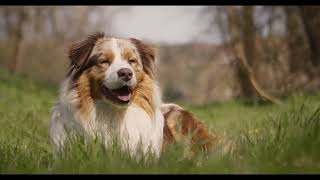 5 Gründe gegen einen Australian Shepherd