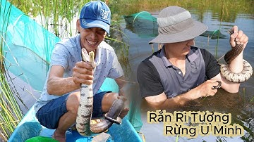 Dính Rắn Ri Tượng Khủng, ngày thứ 2 đến rừng U Minh Cà Mau | Gấc Quê