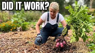 The Potato Experiment, Did IT Work?