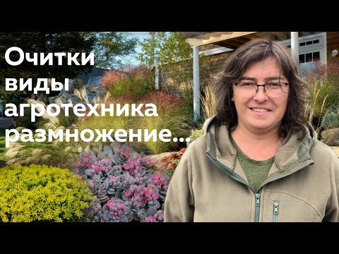 Бейне: Эверс седумы