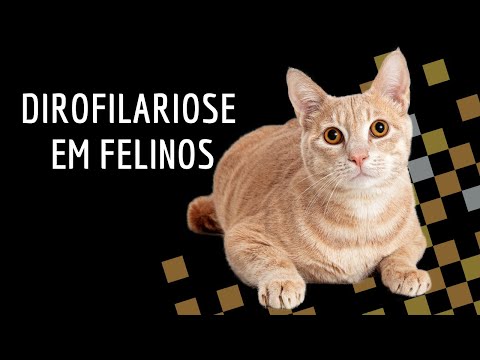 Vídeo: O que é dirofilariose em gatos?