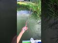 Latest Carp Bait Unique Fishing Techniques in The World #fishing #shortvideo #usa