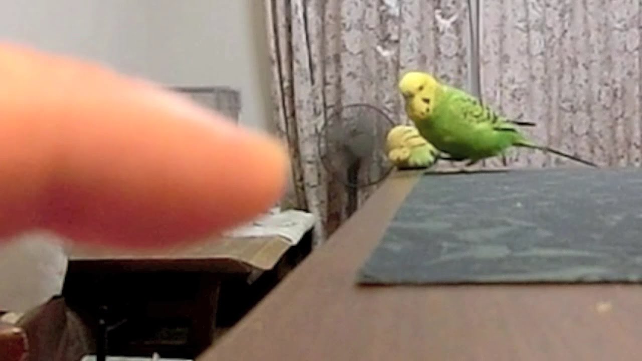 面白いセキセイインコのトコトコ歩き と インコフィギア落下事件 Youtube