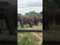 #pari and Priya ka Bannerghatta forest safari 🐘🐘it was too good 😍😍😍👍#pari #Bannerghatta park