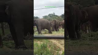 #pari and Priya ka Bannerghatta forest safari 🐘🐘it was too good 😍😍😍👍#pari #Bannerghatta park