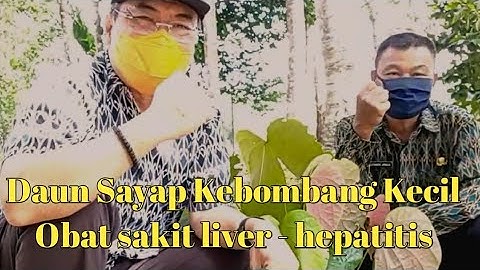 Daun Kebombang Kecil Untuk Penyakit Hati - Hepatitis