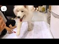 【南瓜PUMPKIN】PUMPKIN是預知狗？！預測25億威力彩！ (薩摩耶Samoyed)