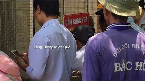 CẶP RẮN HỔ MÂY KHỦNG LỒ 60KG DÀI 7M BỊ BẮT Ở NÚI CẤM - AN GIANG (RẮN HỔ MANG CHÚA)  CẶP RẮN HỔ MÂY K