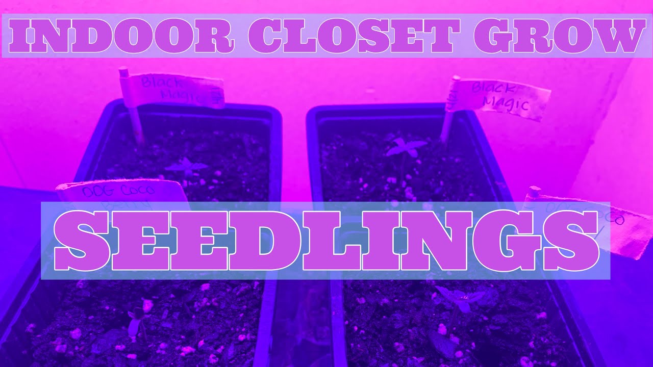 Help My Plants Are Growing Too Tall Grow Weed Easy