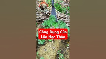 Bạn đã biết công dụng của Lão Hạc Thảo chưa?