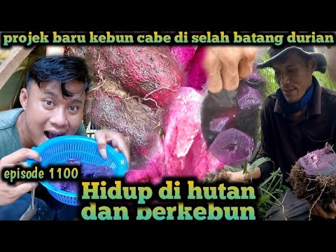 projek baru semangat baru membuat kebun cabe sampai berhasil warta petani muda hidup di hutan