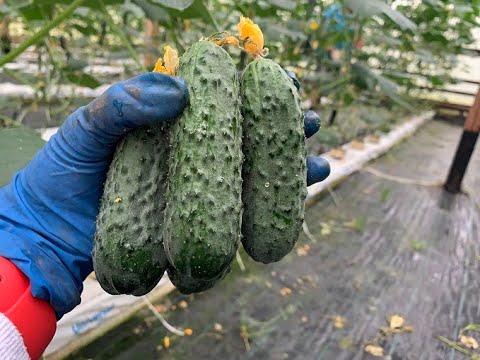 Купить Семена Огурцов Северин