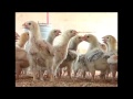 Criação de frango Caipirão é destaque no município de Batalha