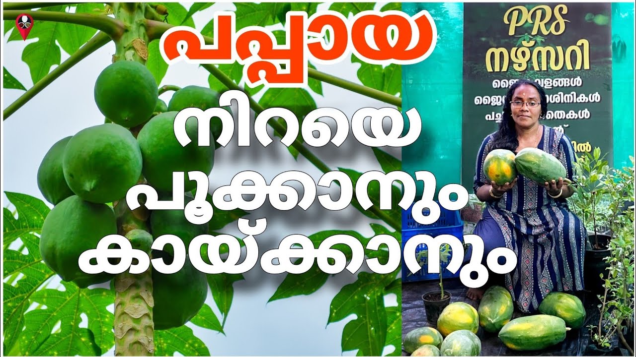 Papaya cultivation and farming in malayalam omakka krishi Papaya