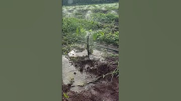 Mình đã tự làm được hệ thống tưới khi mua vật tư ống LDPE , béc , phụ kiện tại kênh#nongnghiepmoi