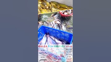 Giá Cá Ếch Lươn 13/12/2024 ở Miền Tây ✅ Giá Cá Tra, Cá Lóc, Cá Rô, Điêu Hồng, Trê Vàng, Lươn #ĐBSCL