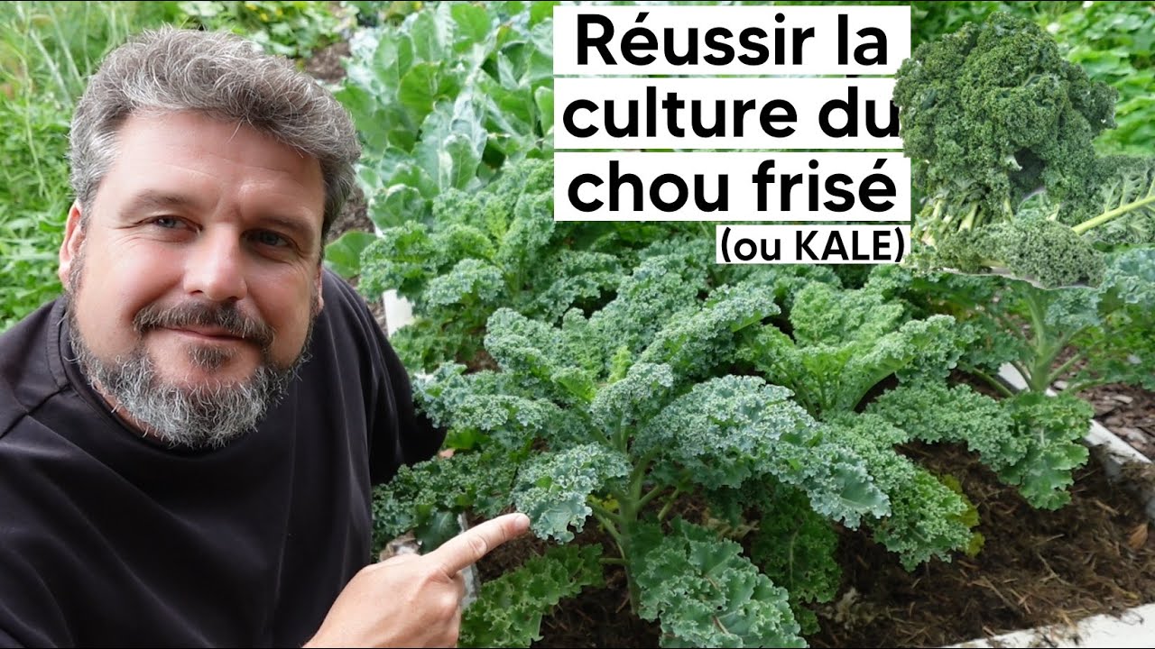 Comment réussir la culture du CHOU FRISE (ou CHOU KALE)『TUTO』