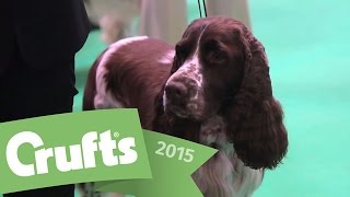 Best of Breed  Springer Spaniel and winner's interview | Crufts 2015