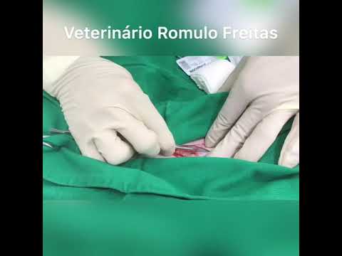 Vídeo: Úlcera Do Cólon Em Cães