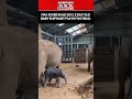 FIFA Fever Hits UK Zoo: 2 Day Old Baby Elephant Plays With Ball Ahead Of World Cup #shorts