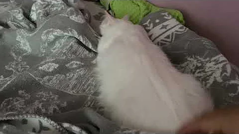 Watch the video about Angry Turkish Van cat is twitching