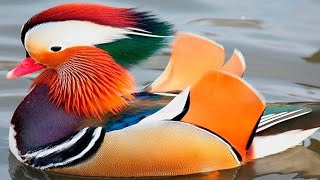 🐦 10 Animales Con Colores  Únicos En El Mundo