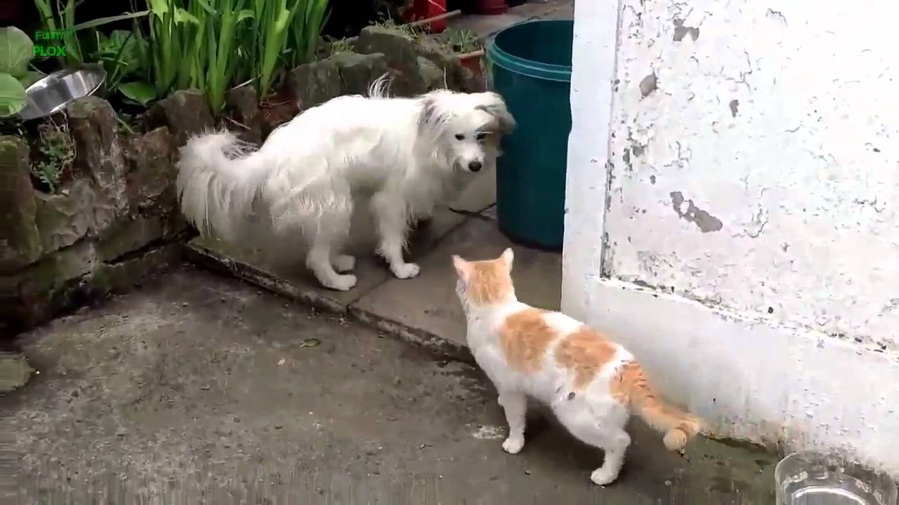 Кошки гоняют собак. Коты атакуют собак.