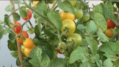 My garden picture - Reduce the file size | FILEminimizer