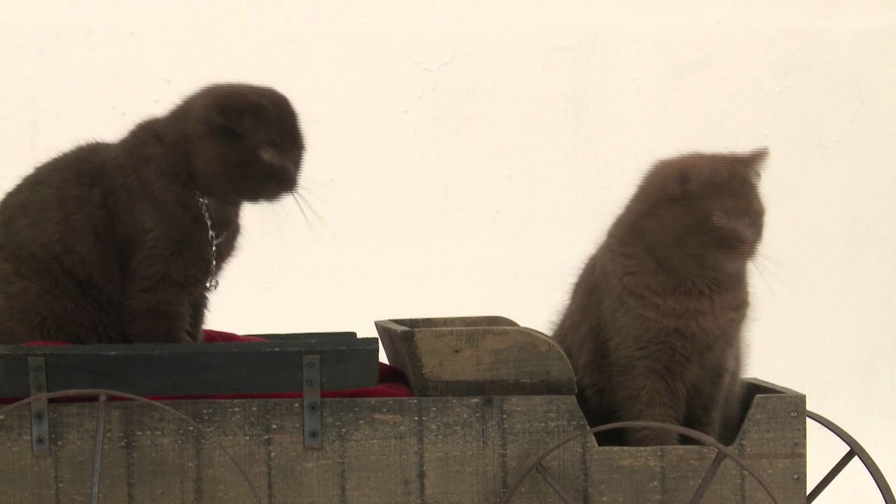 Salon Chiens Chats Une Annonce Qui A Du Chienet Du Chat