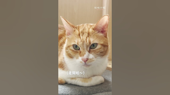 迷你貓日常EP22
