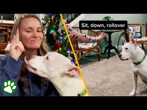 Talking with DEAF DOG through sign language