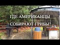 Лесной парк в Редмонде. Тысячелетние пни секвойи.