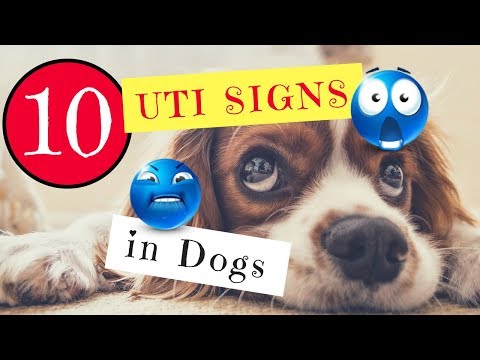 10-uti-signs-in-dogs